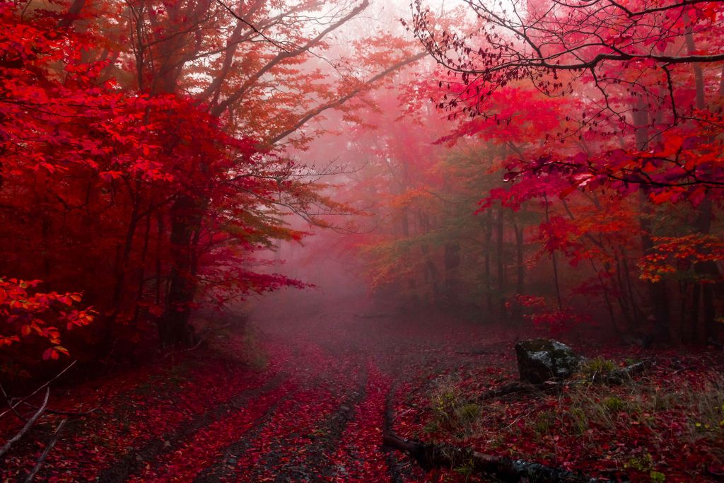 Röd skog