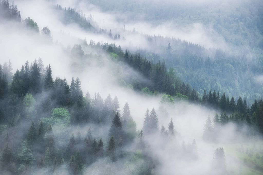 Dimmig skog i bergen