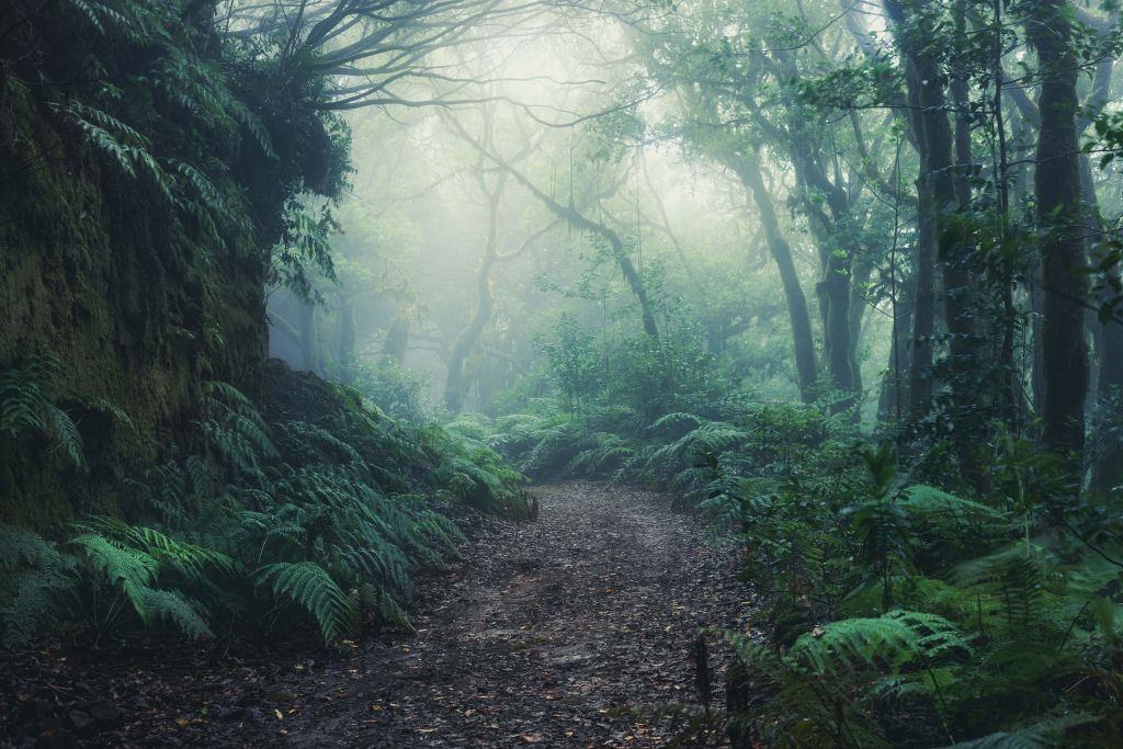 Grön dimmig skog