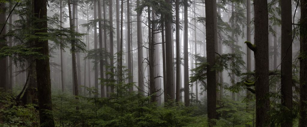 Skogen under en dimmig dag