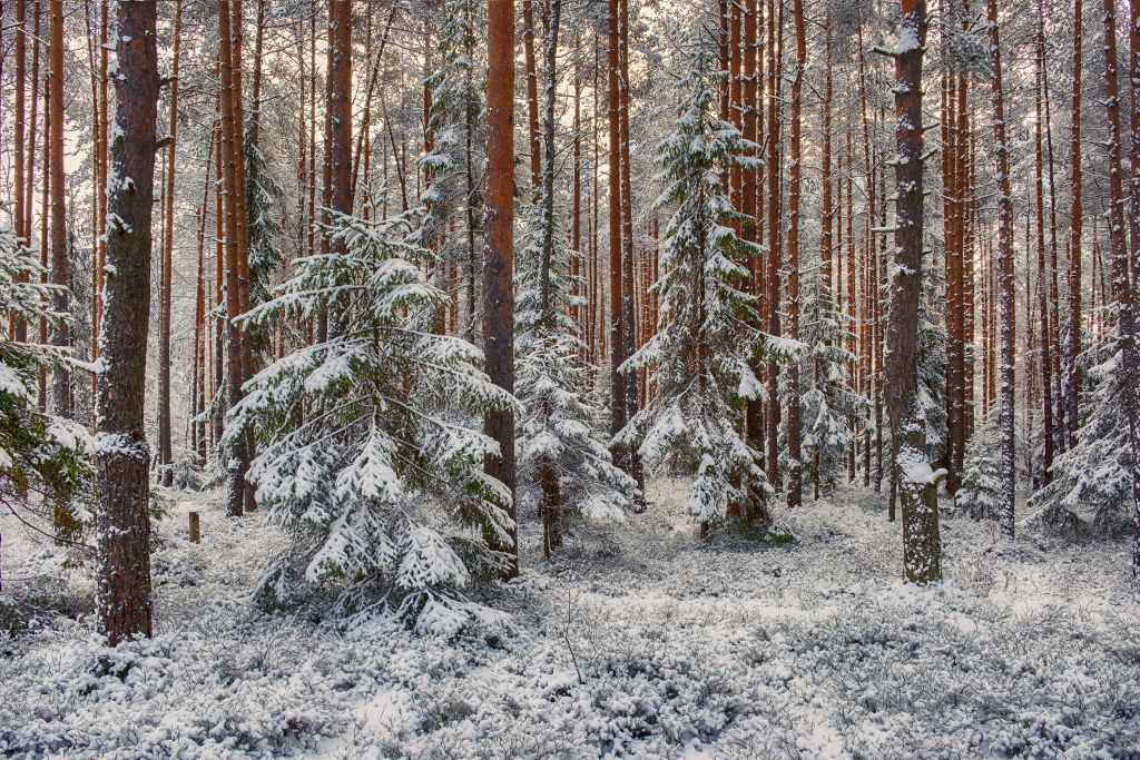 Skog i snö