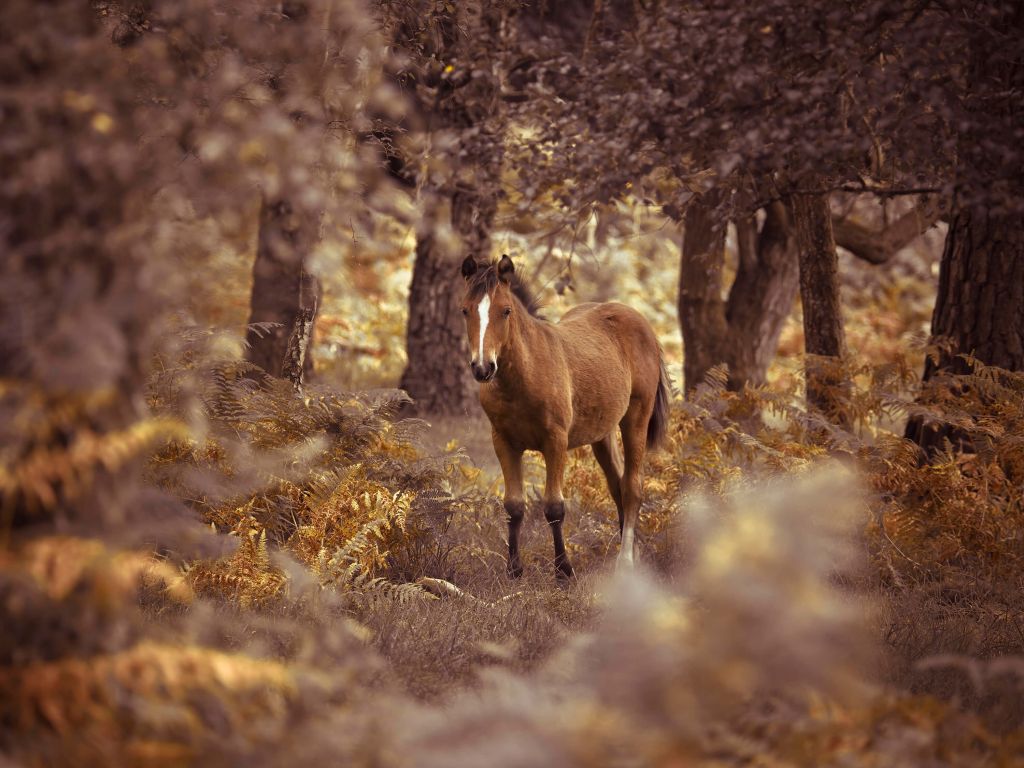 Häst i vildmarken