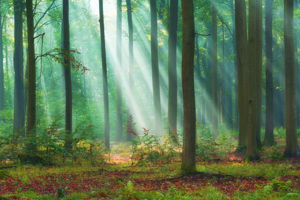 Morgon i skogen