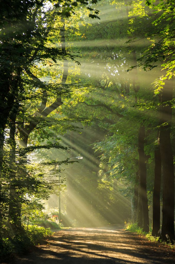 Solstrålar genom träden