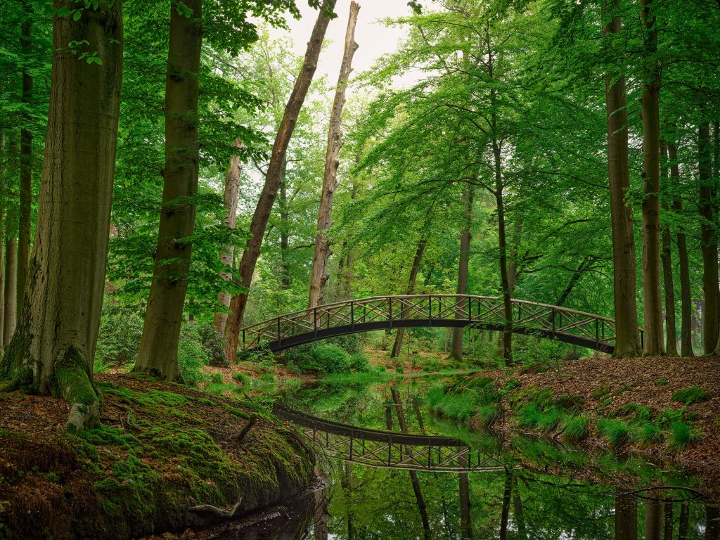 Bågbro i skogen