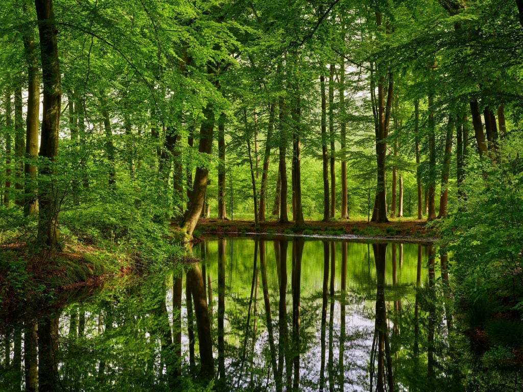 Trädens reflektion i vatten