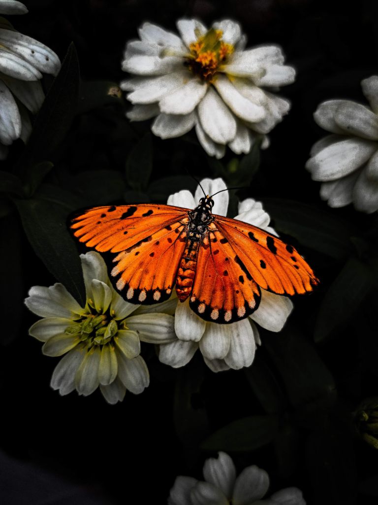 Monarkfjäril på en blomma