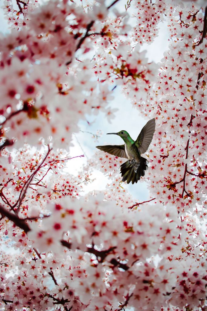 Kolibri mellan blommorna
