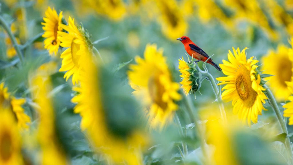 Solrosfält med röd fågel