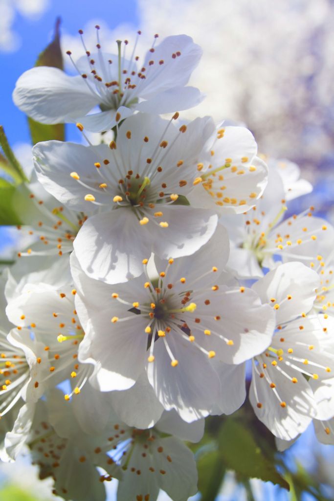 Närbild av vita blommor