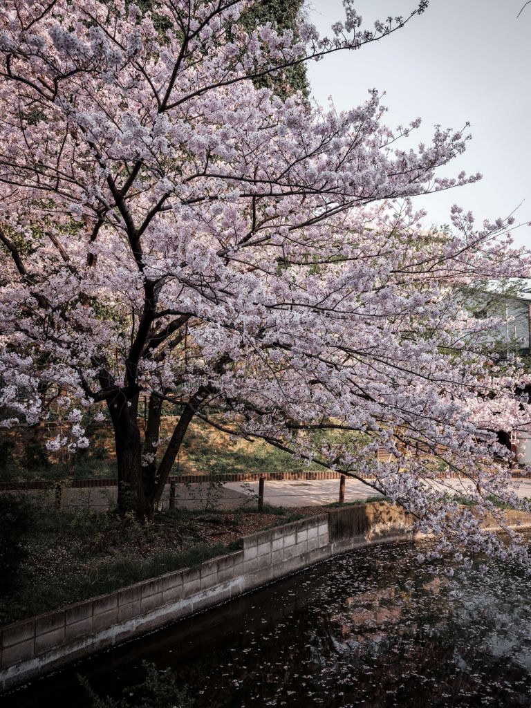 Japanskt blommaträd