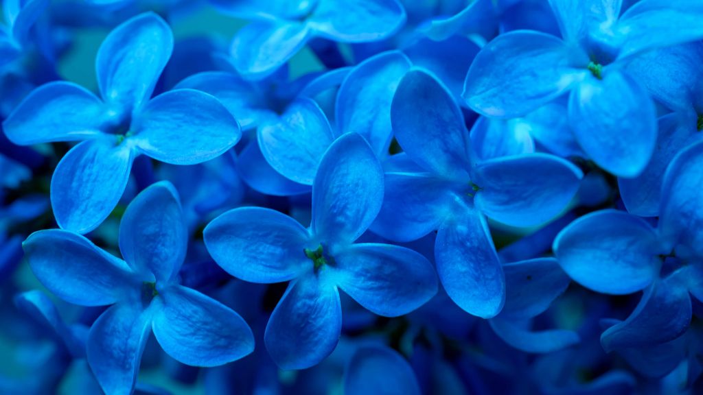 Närbild blå blommor