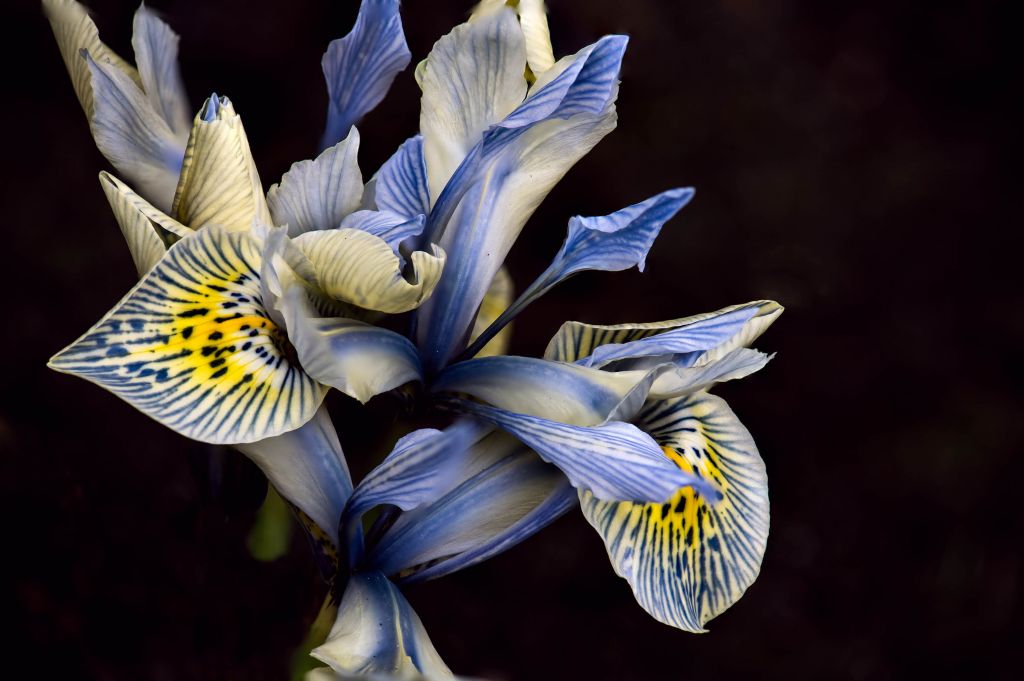 Blå irisar