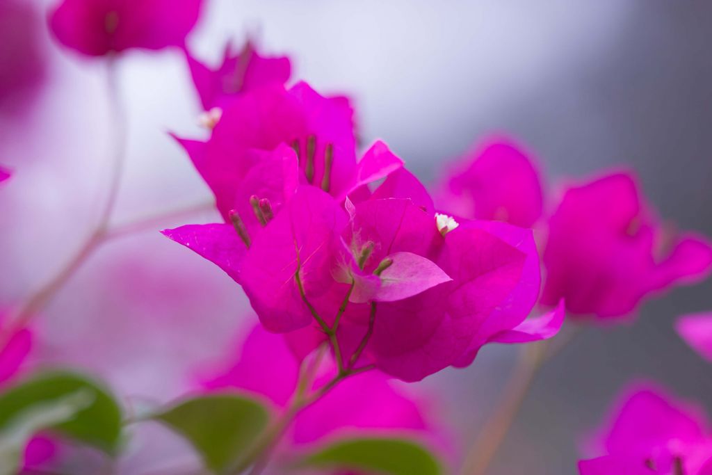 Rosa närbild Blomma