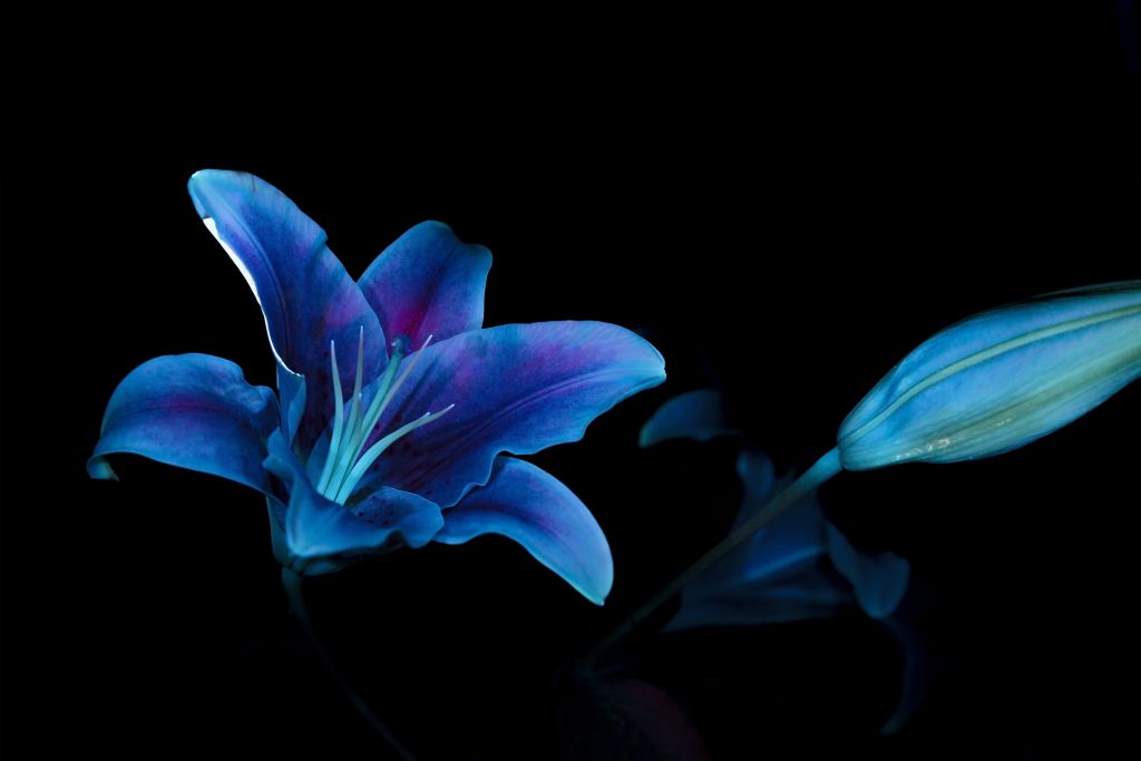 Ultravioletta blommor