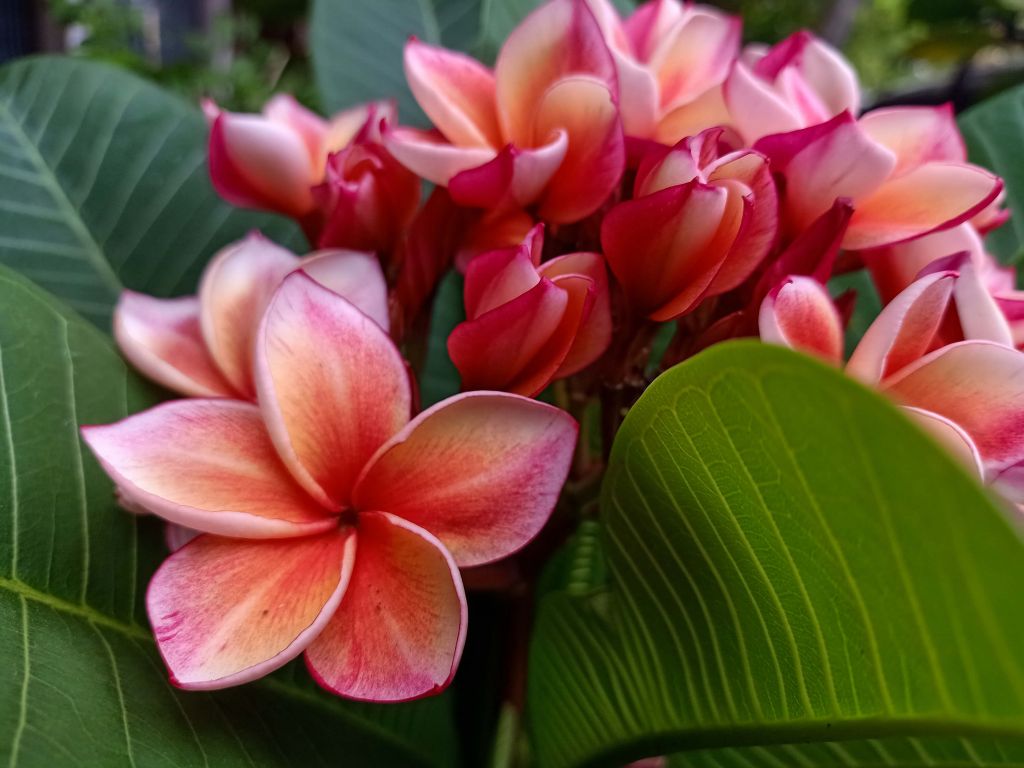 Tropiska blommor