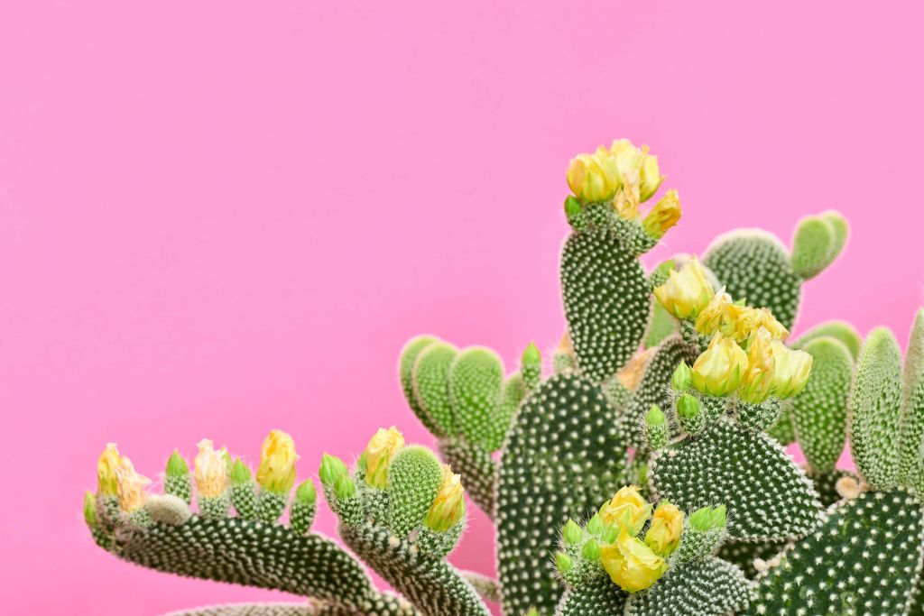 Glad kaktus