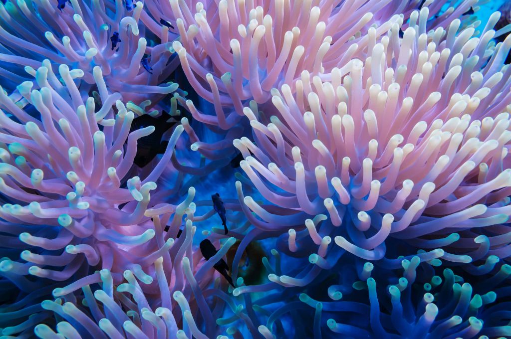 Närbild av korall