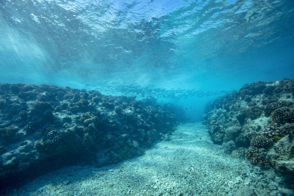 Undervattensvärld med koraller