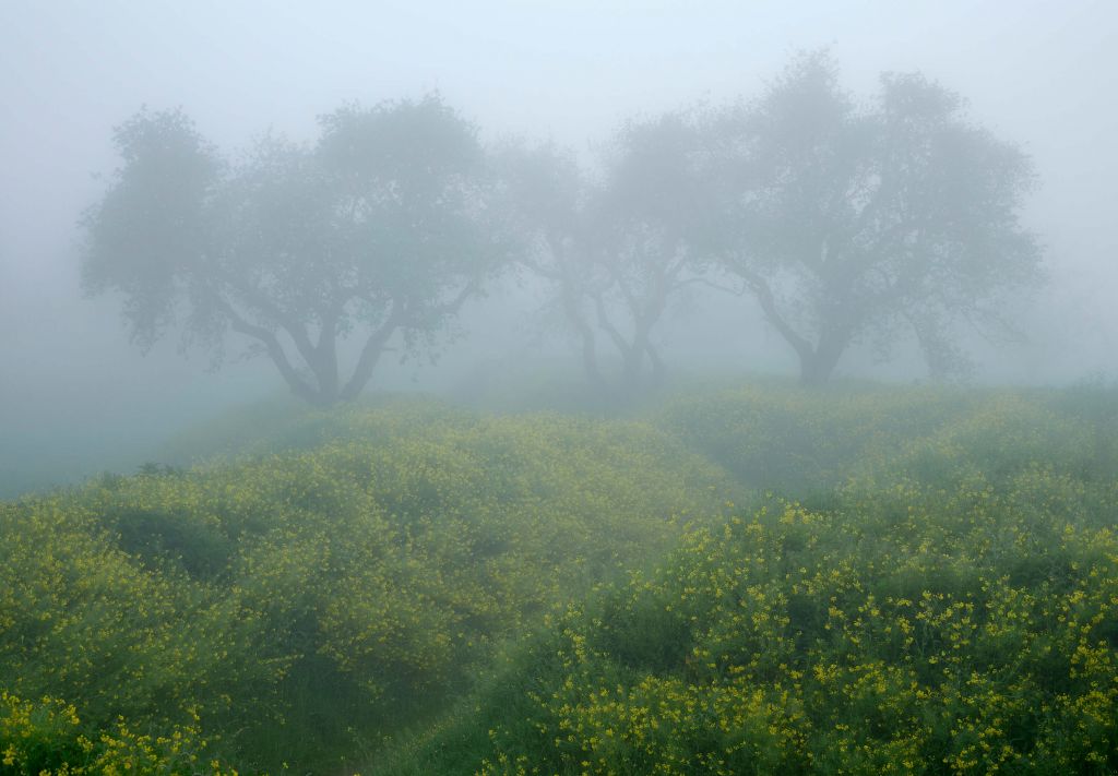 Träd i tät dimma