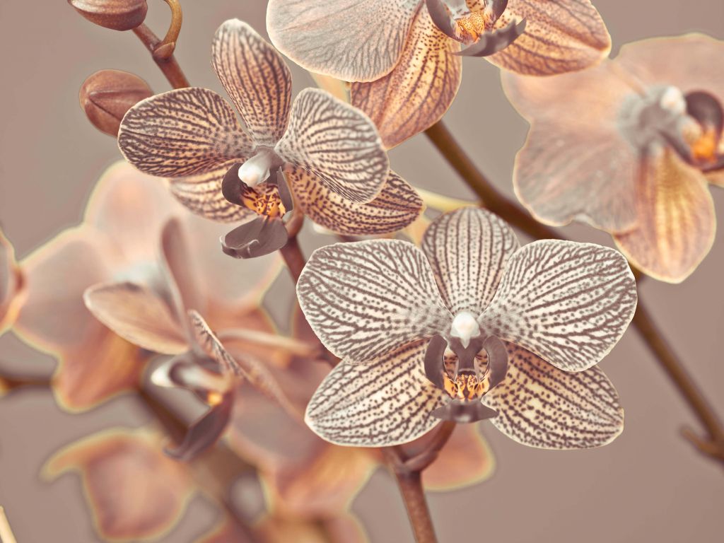 Närbild av orkidé