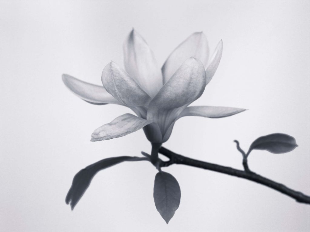 Vacker magnolia