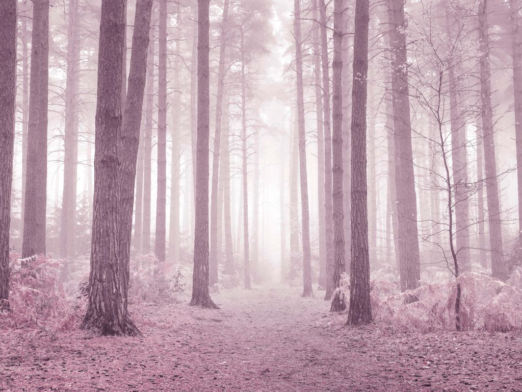 Träd i dimman