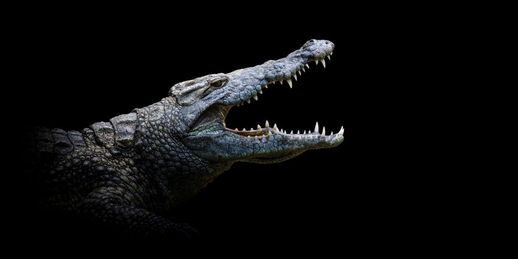 Närbild av krokodil
