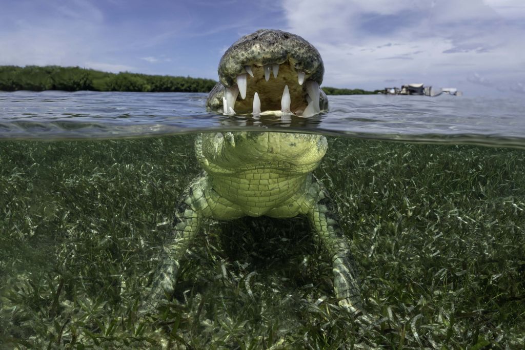 Krokodil i vattnet