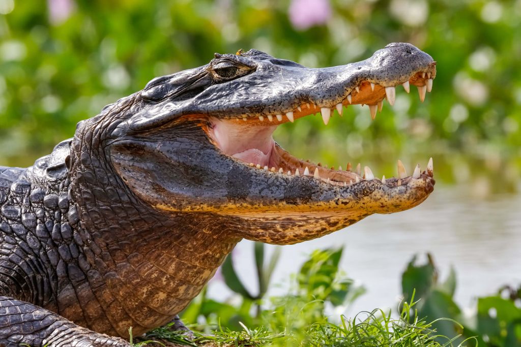 Krokodil med fokus