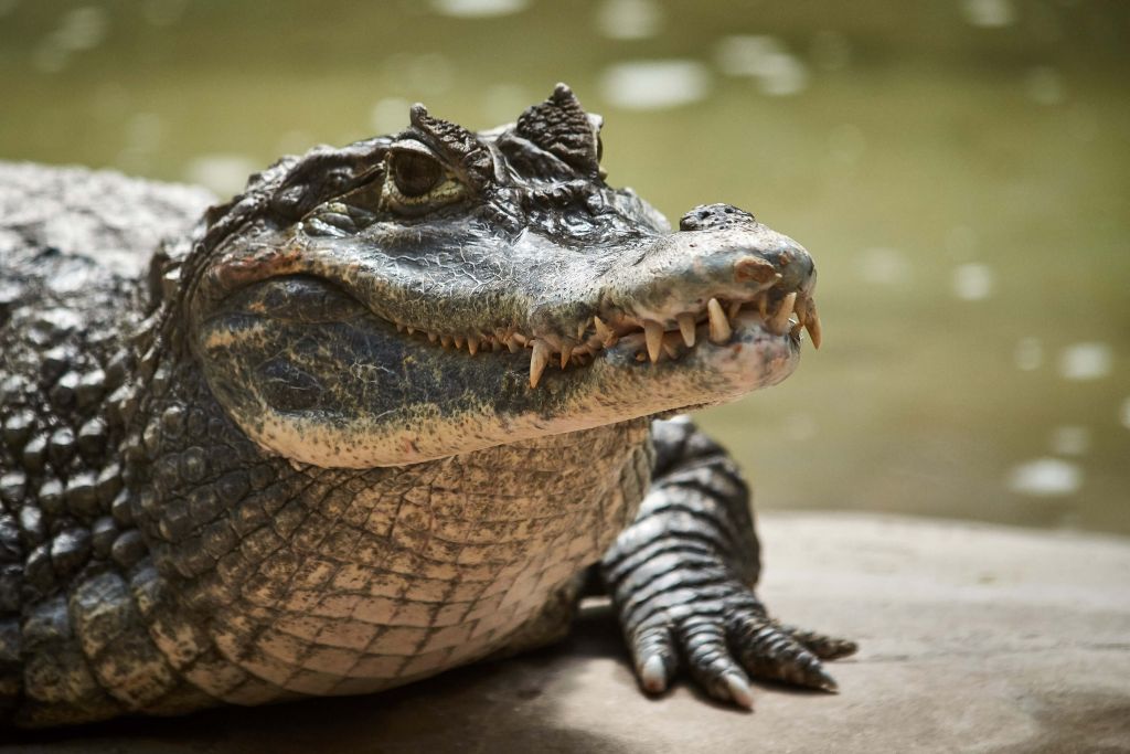 Ung krokodil vid en sjö