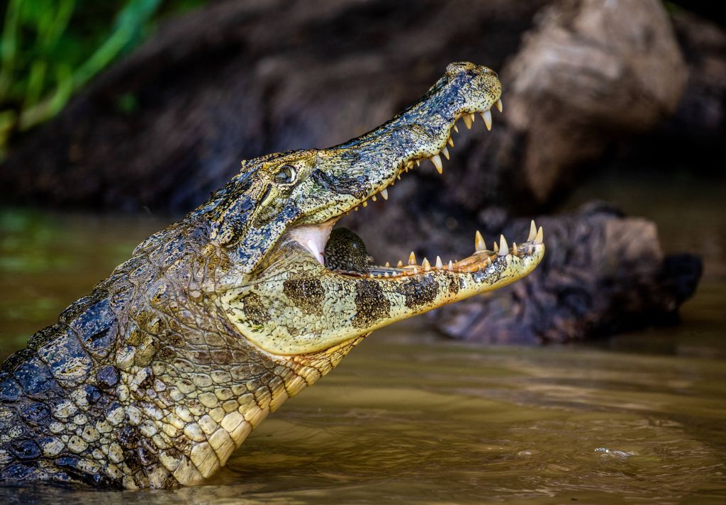 Krokodil i aktion