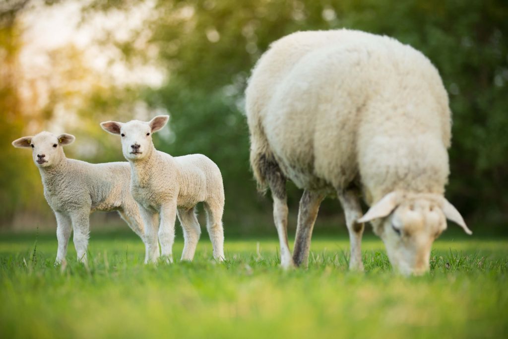 Moderfår med lamm