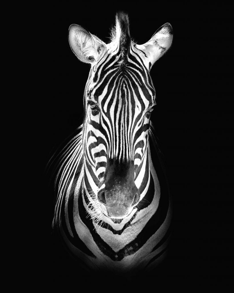 Närbild av zebra svart och vit