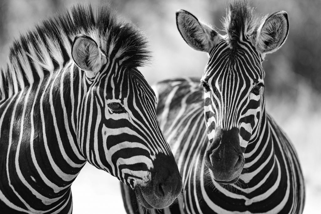 Närbild av zebror