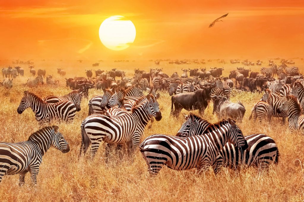 Savannens sol med zebror