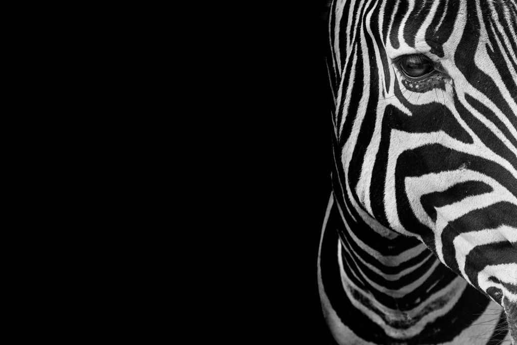 Närbild av halvt zebrahuvud