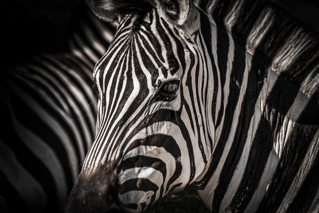 Närbild av zebra