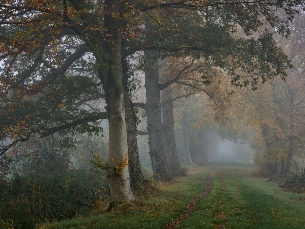 Körfält med träd i dimman