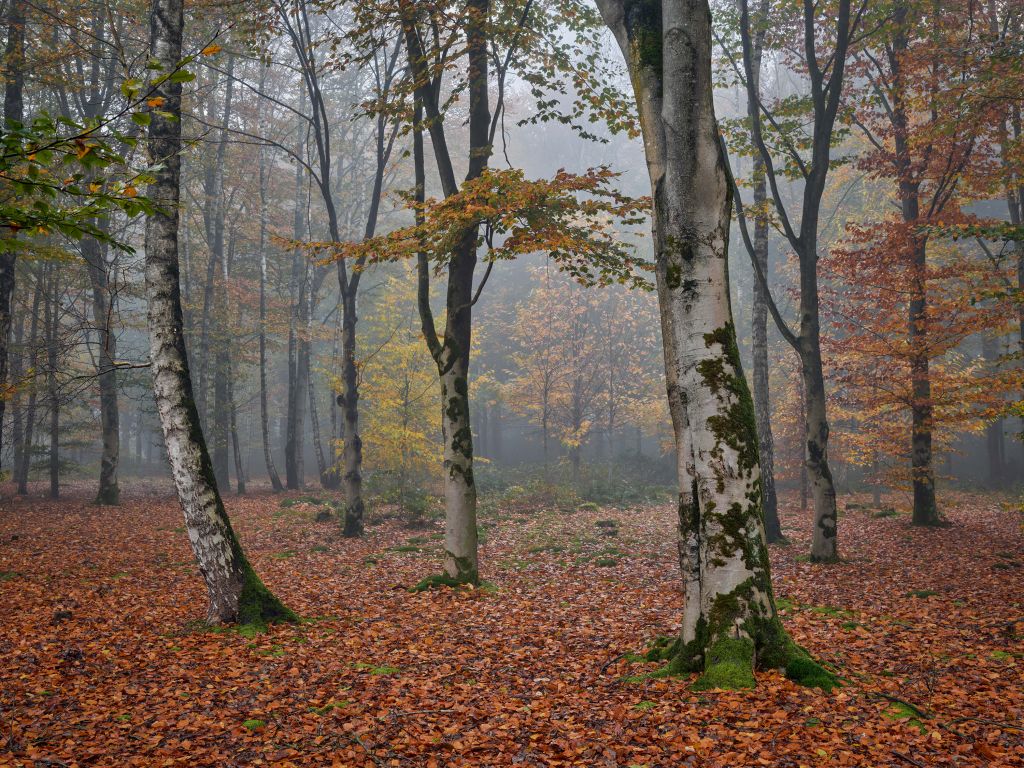 Björkskog på hösten