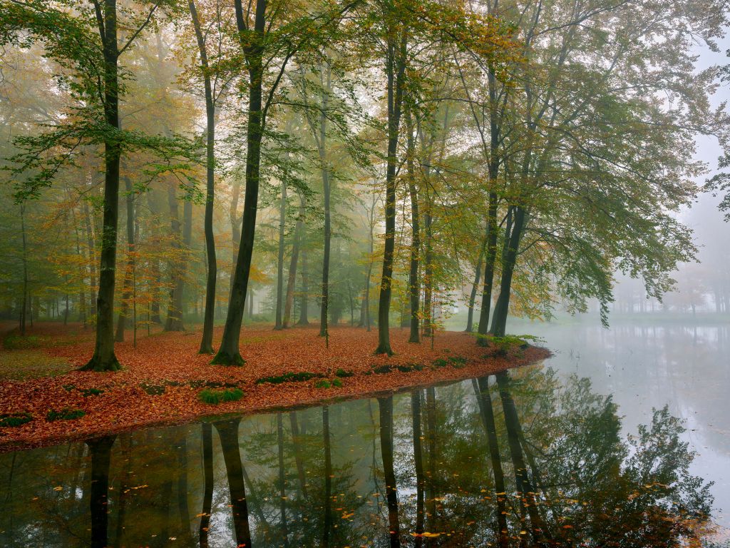 Trädens reflektion i en damm