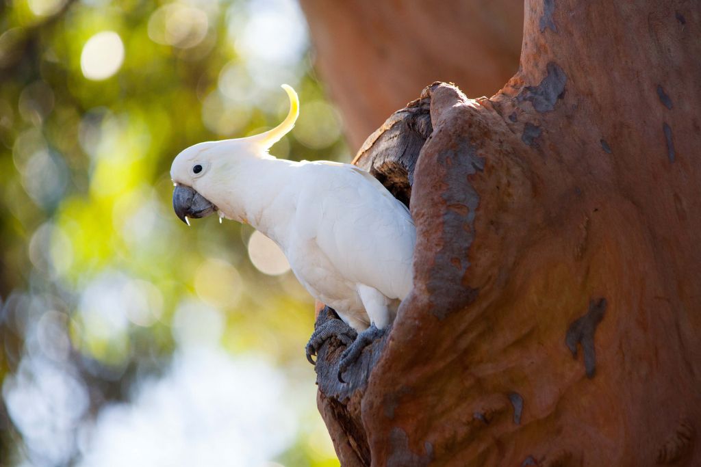 Kakadu i hålighet i träd