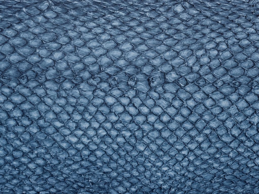 Laxskinnets struktur i blått