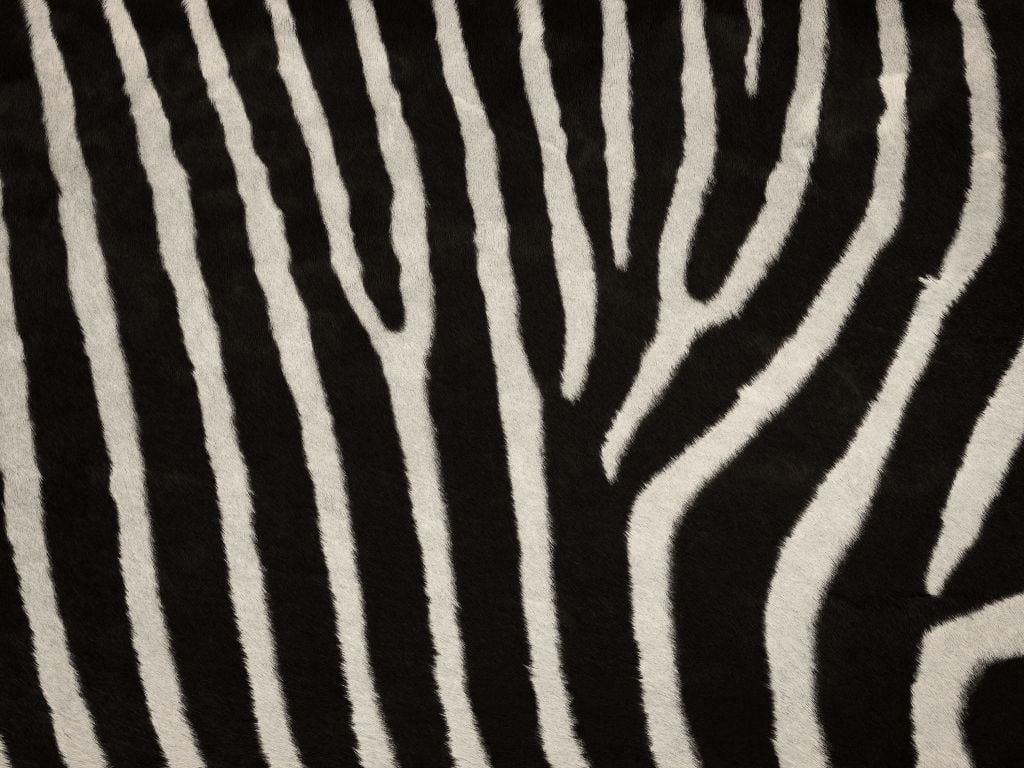 Zebrapäls