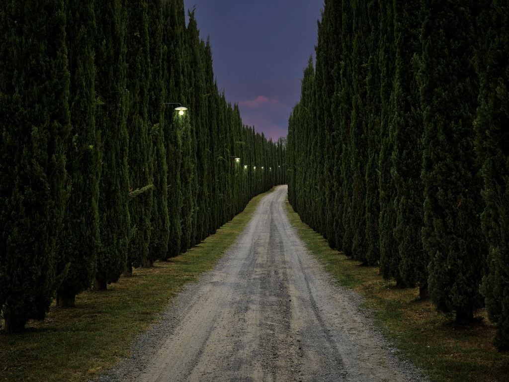Cypress på kvällen