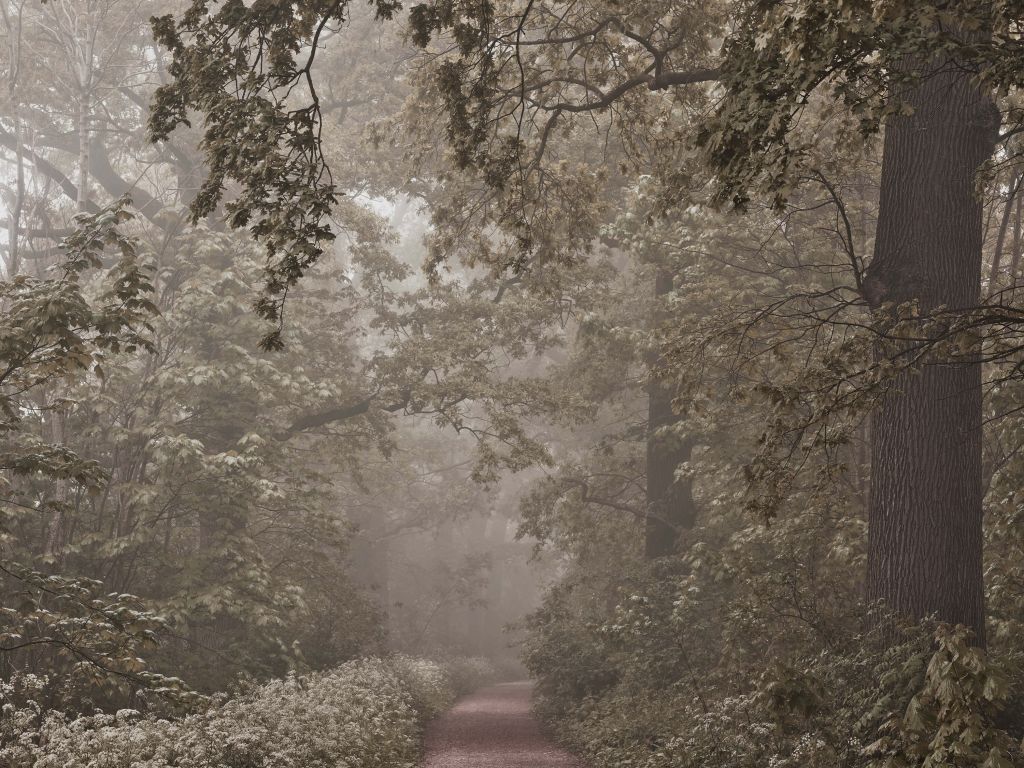 Stig genom dimmig skog