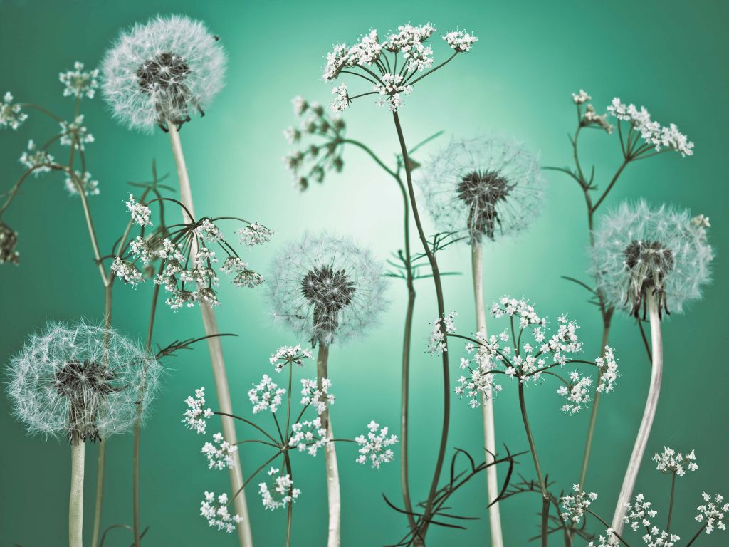 Meadow fantasy turkis