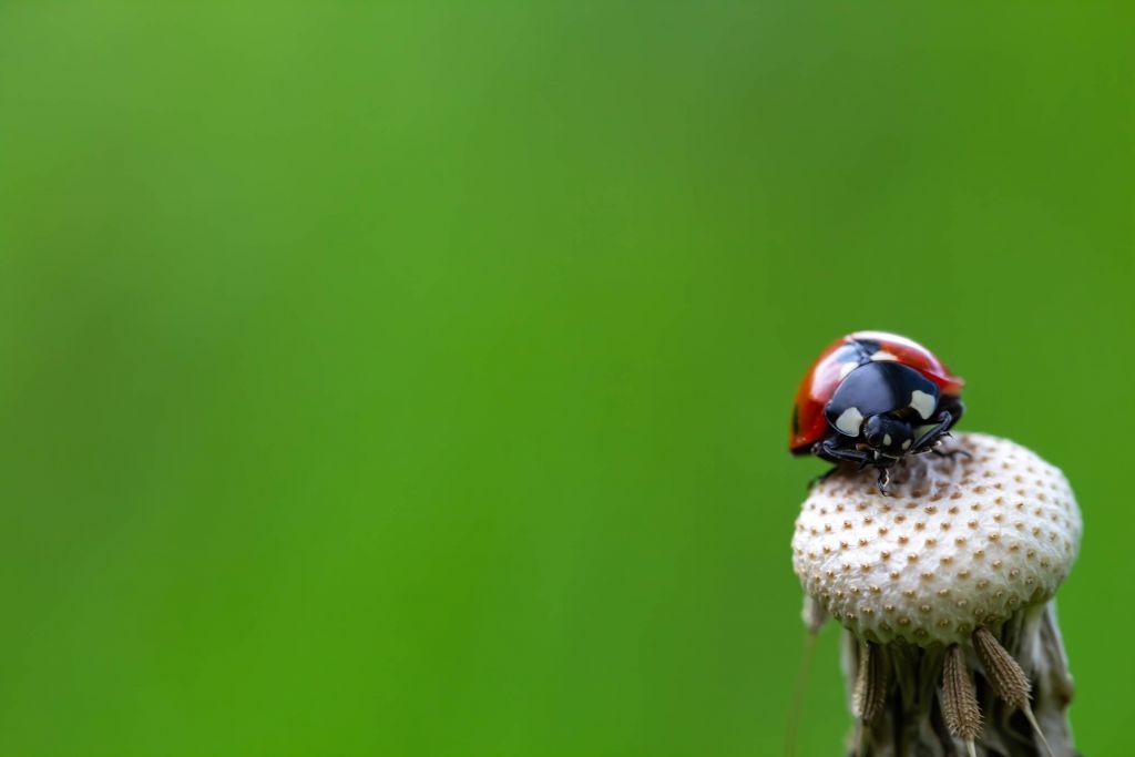Ladybird som sitter på en maskros