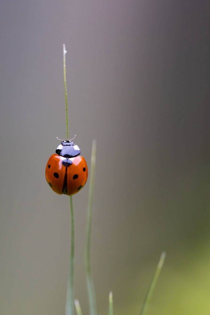 Ladybird på ett grässtrå