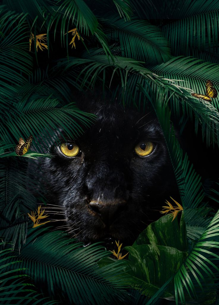 Jungle Panther Porträtt